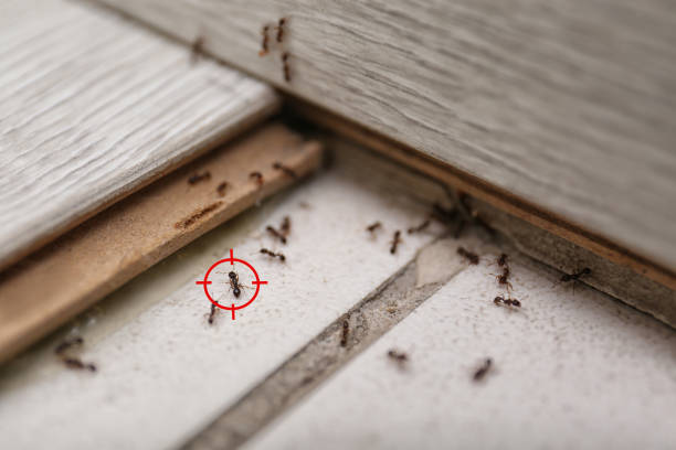 Best Residential Pest Control  in Kaibito, AZ