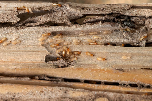 Professional Pest Control in Kaibito, AZ