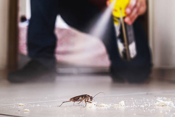 Best Bed Bug Extermination  in Kaibito, AZ